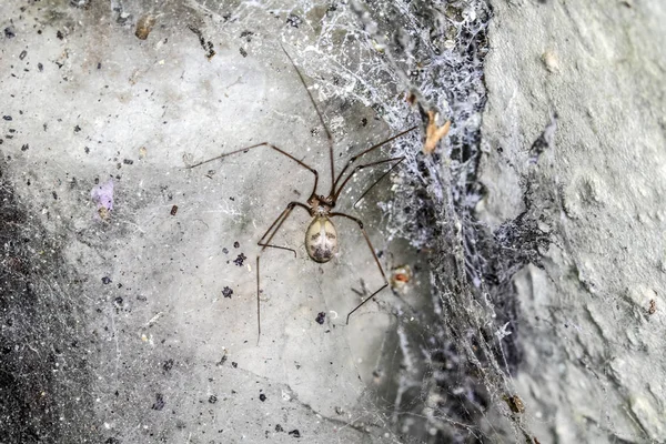 Espeluznantes Telarañas Gruesas Arañas Muertas Vivas Cerca — Foto de Stock