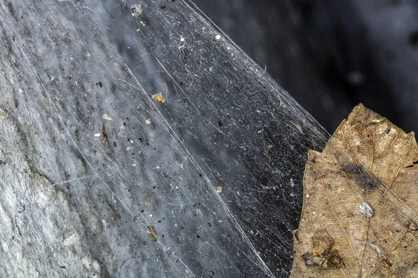 Scary Thick Spider Webs and Dead and Alive Spiders Close Up