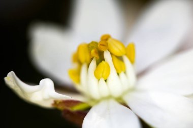 Beyaz Ağaç Çiçeği Çiçek Makro close up