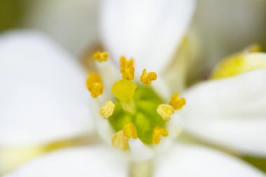 Beyaz Ağaç Çiçeği Çiçek Makro close up