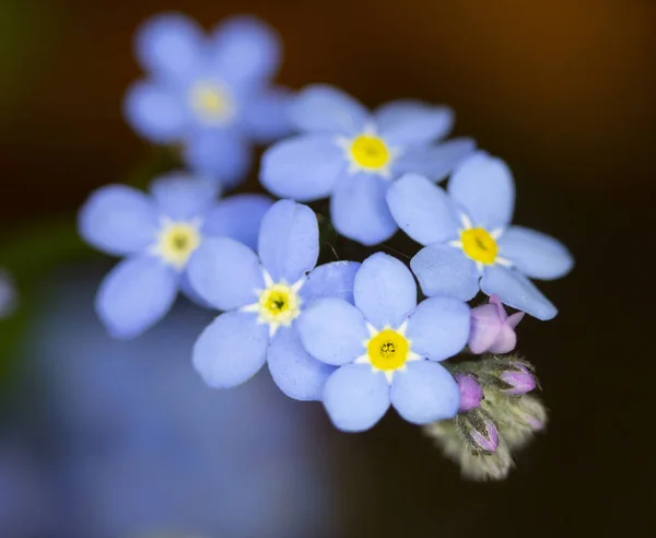 Flores Azuis Bonitas Bluebell — Fotografia de Stock