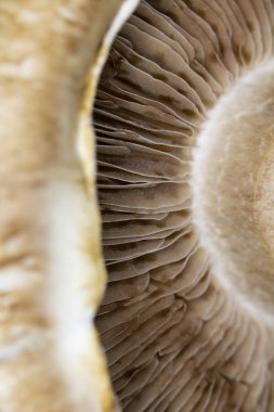 Siyah Arkaplanda Bir Portobello Mantarının Macro Yakın Çekimi