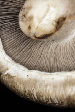 Siyah Arkaplanda Bir Portobello Mantarının Macro Yakın Çekimi