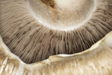 Siyah Arkaplanda Bir Portobello Mantarının Macro Yakın Çekimi