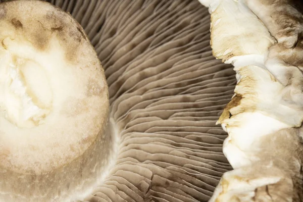 Macro Close Up of a Portobello Mushroom on Black Background