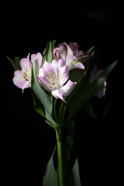 Alstroemeria Peruvian Pink White Lily Black Background — Stock Photo, Image
