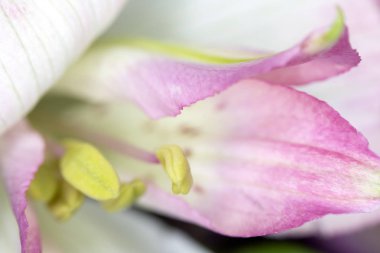 Alstroemeria Perulu Pembe ve Beyaz Zambak Siyah Arka Plan