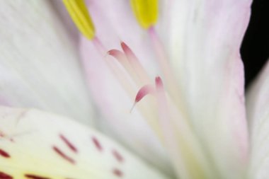 Alstroemeria Perulu Pembe ve Beyaz Zambak Siyah Arka Plan