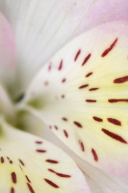 Alstroemeria Perulu Pembe ve Beyaz Zambak Siyah Arka Plan