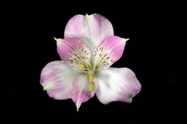 Alstroemeria Perulu Pembe ve Beyaz Zambak Siyah Arka Plan