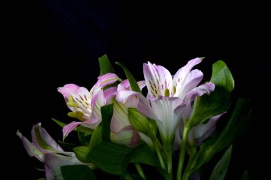 Alstroemeria Perulu Pembe ve Beyaz Zambak Siyah Arka Plan