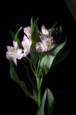 Alstroemeria Perulu Pembe ve Beyaz Zambak Siyah Arka Plan