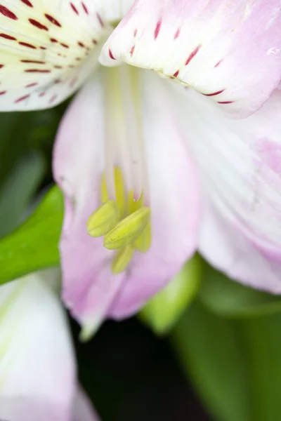 Alstroemeria Peruaanse Roze Witte Lelie Zwarte Achtergrond — Stockfoto