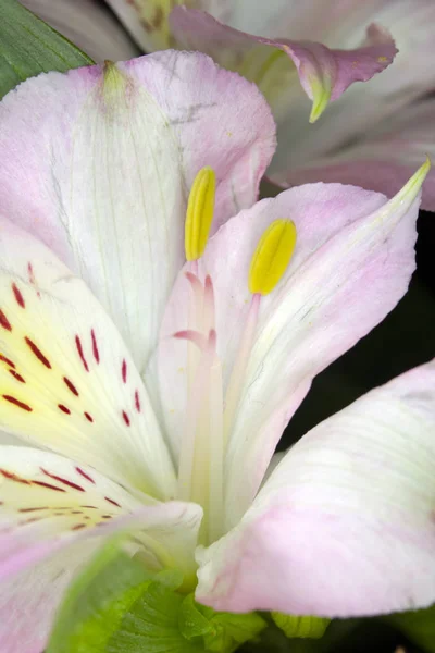 Alstroemeria Peruwiańska Różowa Biała Lilia Czarnym Tle — Zdjęcie stockowe