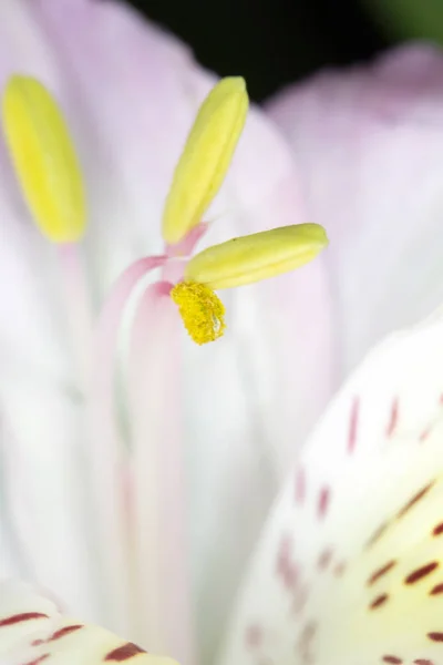 Alstroemeria Περουβιανό Ροζ Και Λευκό Λίλι Μαύρο Φόντο — Φωτογραφία Αρχείου