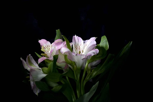 Alstroemeria Peruvian Pink White Lily Black Background — Stock Photo, Image
