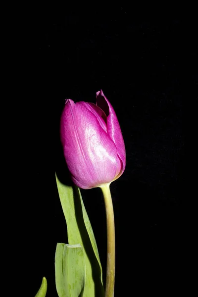 Beautiful Pink Tulip Black Background Close — Stock Photo, Image