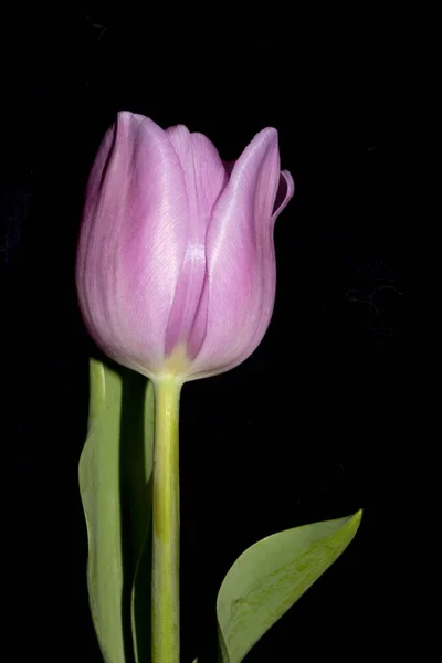 Schöne Rosa Tulpe Auf Schwarzem Hintergrund Aus Nächster Nähe — Stockfoto