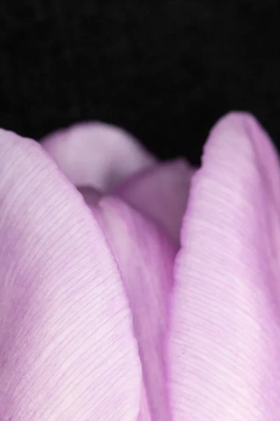 Красива Рожева Тюльпан Чорному Тлі Крупним Планом — стокове фото