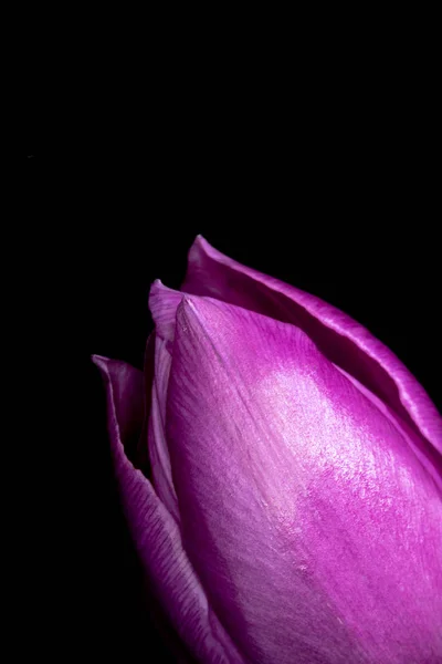 Beautiful Pink Tulip Black Background Close — Stock Photo, Image