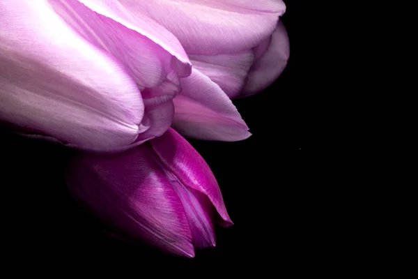 Schöne Rosa Tulpe Auf Schwarzem Hintergrund Aus Nächster Nähe — Stockfoto