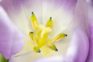 Güzel Pembe Lale Makrofotoğrafçılık Arka Plan Close Up