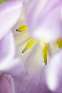 Güzel Pembe Lale Makrofotoğrafçılık Arka Plan Close Up