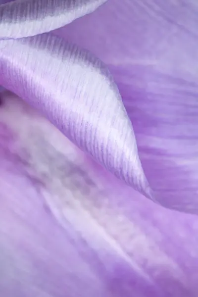 Piękny Purpurowy Tulipan Kwiat Płatek Białym Tle — Zdjęcie stockowe