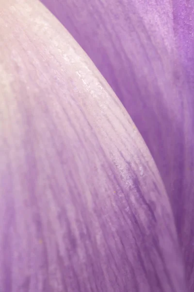 Όμορφη Μωβ Τουλίπα Λουλούδι Πέταλο Λευκό Φόντο — Φωτογραφία Αρχείου