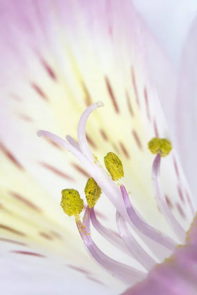 Beyaz Arka Plan Üzerinde Pretty Mor Lale Çiçek Petal — Stok fotoğraf