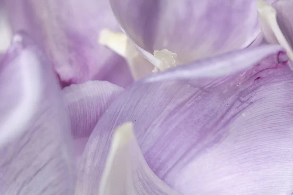 Досить Фіолетовий Тюльпан Квітка Пелюстка Білому Тлі — стокове фото