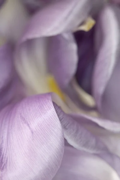 Досить Фіолетовий Тюльпан Квітка Пелюстка Білому Тлі — стокове фото