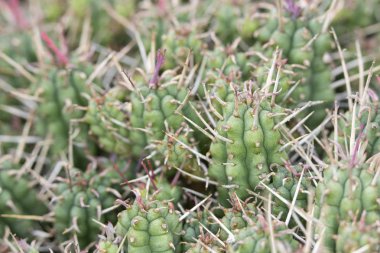 Kaktüs Sulu Bitkinin Soyut Yakın Çekim 