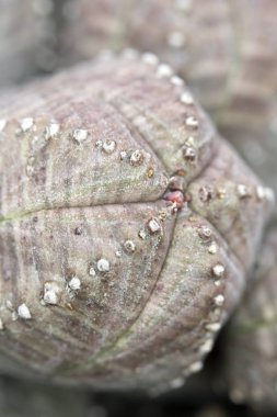 Kaktüs Sulu Bitkinin Soyut Yakın Çekim 