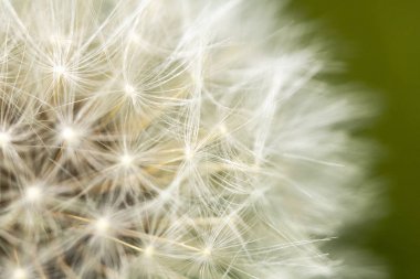 Çiçek Başında Karahindiba Tohumu Yakın Çekim