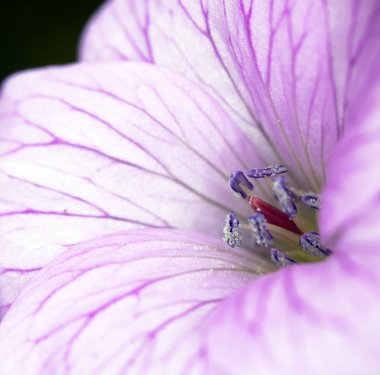 Pretty Pembe Çiçek Yakın Makro