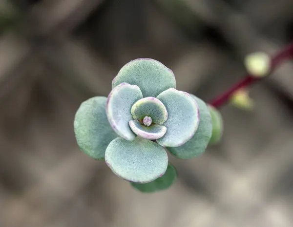 Abstract Primo Piano Una Pianta Succulenta Cactus — Foto Stock