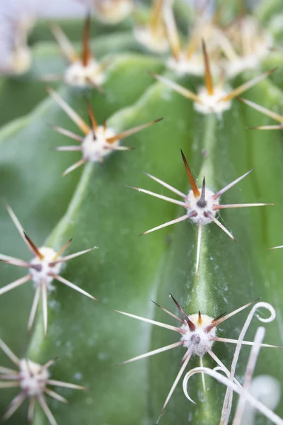 Abstrakcyjne Zbliżenie Kaktusów Soczystych Roślin — Zdjęcie stockowe