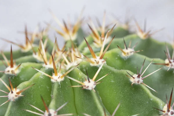 Abstracte Close Van Een Cactus Succulente Installatie — Stockfoto