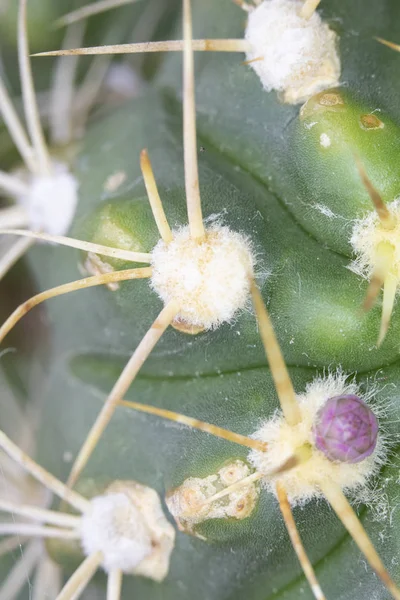 Abstract Close Uma Planta Suculenta Cacto — Fotografia de Stock