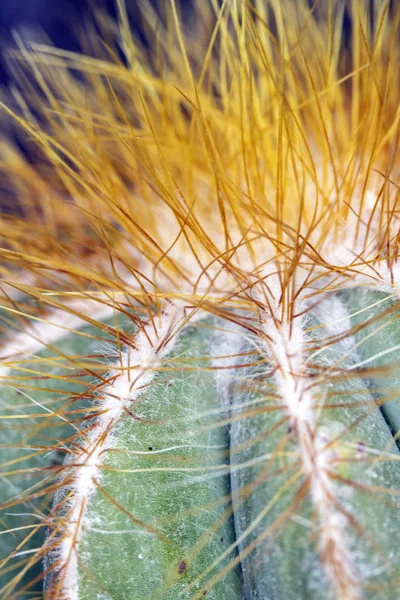 サボテン多肉植物の抽象的クローズアップ — ストック写真