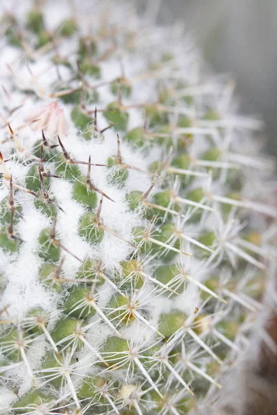 Abstract Close Uma Planta Suculenta Cacto — Fotografia de Stock