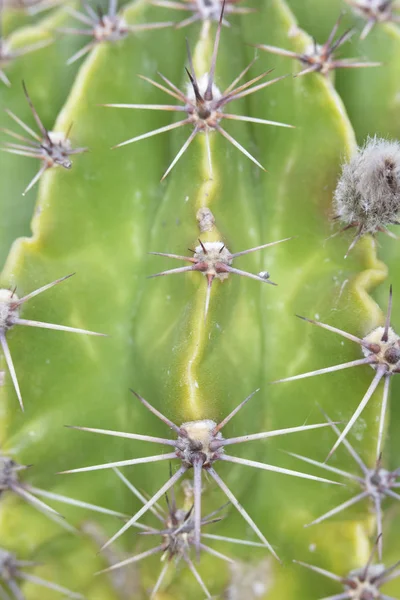 Abstracte Close Van Een Cactus Succulente Installatie — Stockfoto