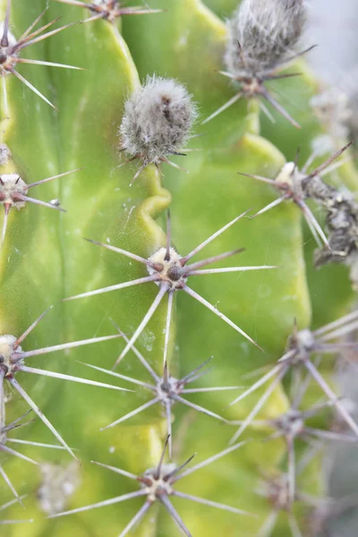 Abstract Close Uma Planta Suculenta Cacto — Fotografia de Stock