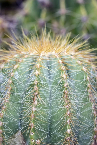 Abstract Close Uma Planta Suculenta Cacto — Fotografia de Stock