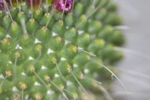 Abstract Close Uma Planta Suculenta Cacto — Fotografia de Stock