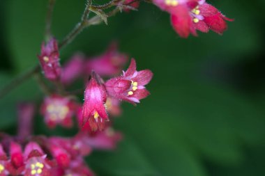 Pretty Pembe Çiçek Yakın Makro