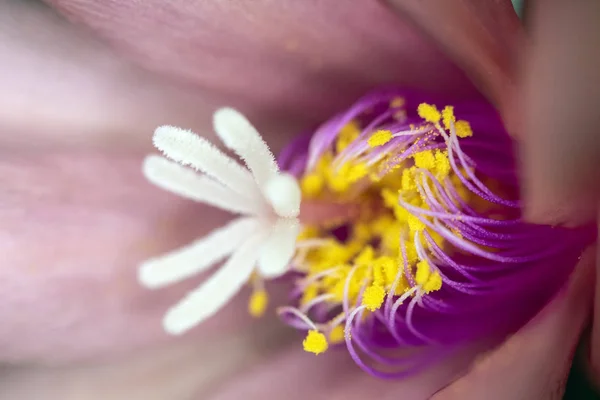 プリティピンクの花クローズアップマクロ — ストック写真