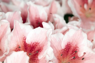 Pretty Pink Karanfil Tarzı Çiçek ve Yaprakları Close Up