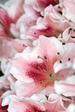 Pretty Pink Karanfil Tarzı Çiçek ve Yaprakları Close Up
